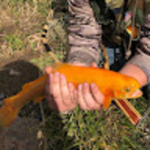 Meet your Posher, Brayden